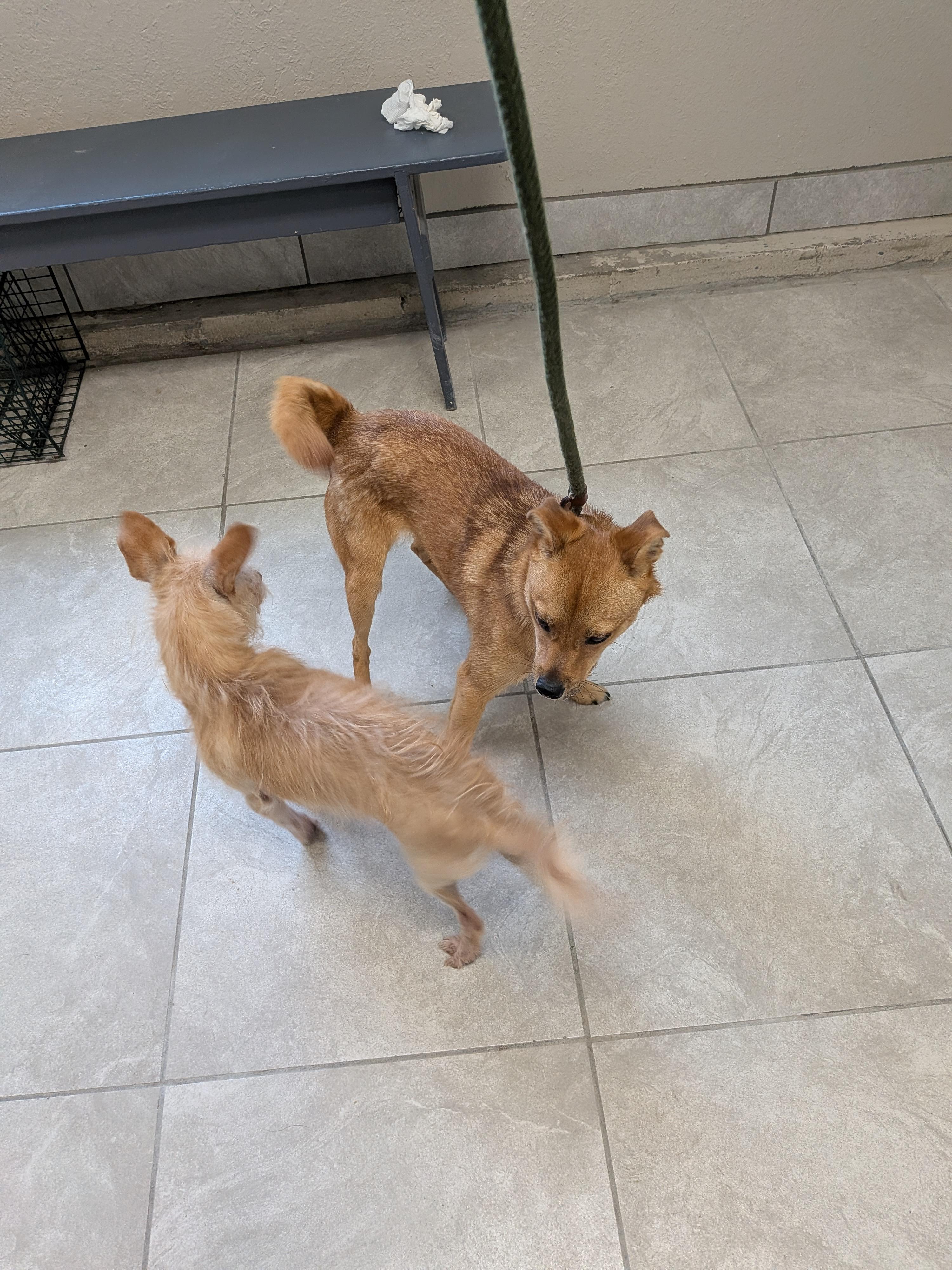 Enlarge Bear, a ADOPTABLE mixed breed in Hermiston, OR image 5/5
