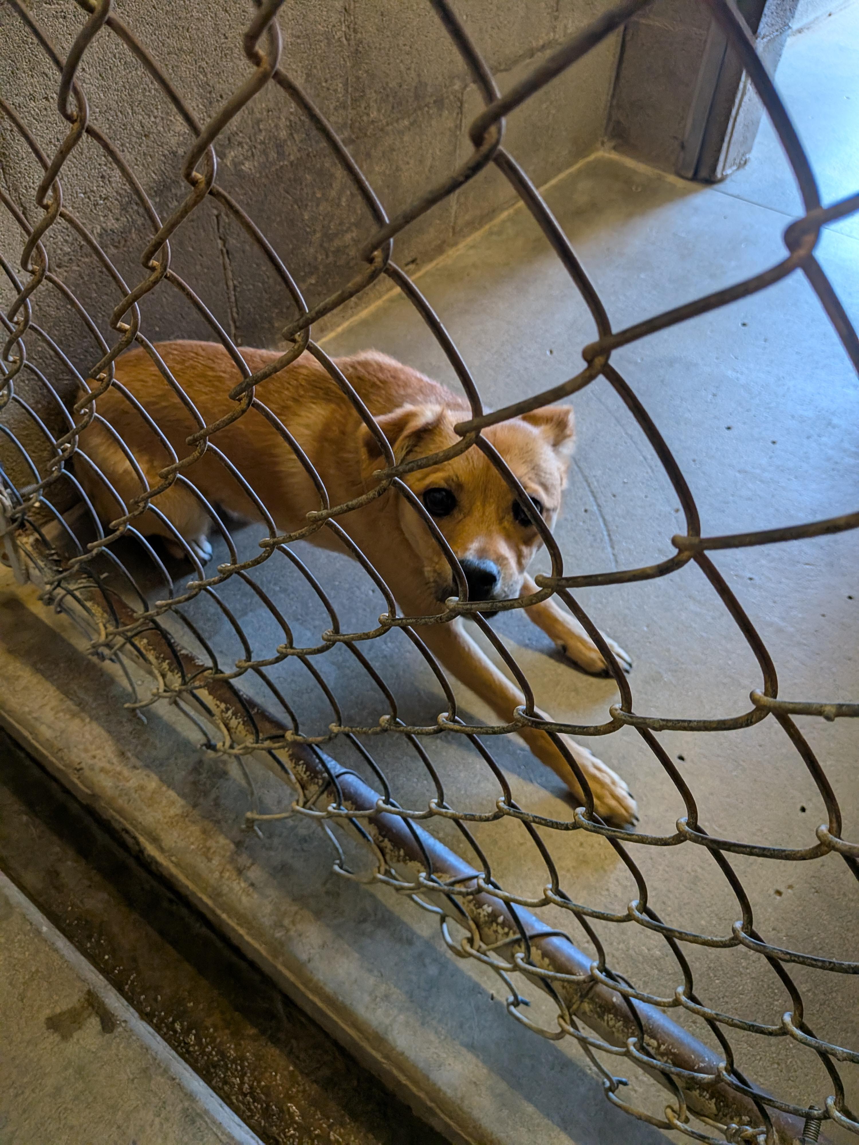 Bear, a ADOPTABLE mixed breed in Hermiston, OR image 1/2