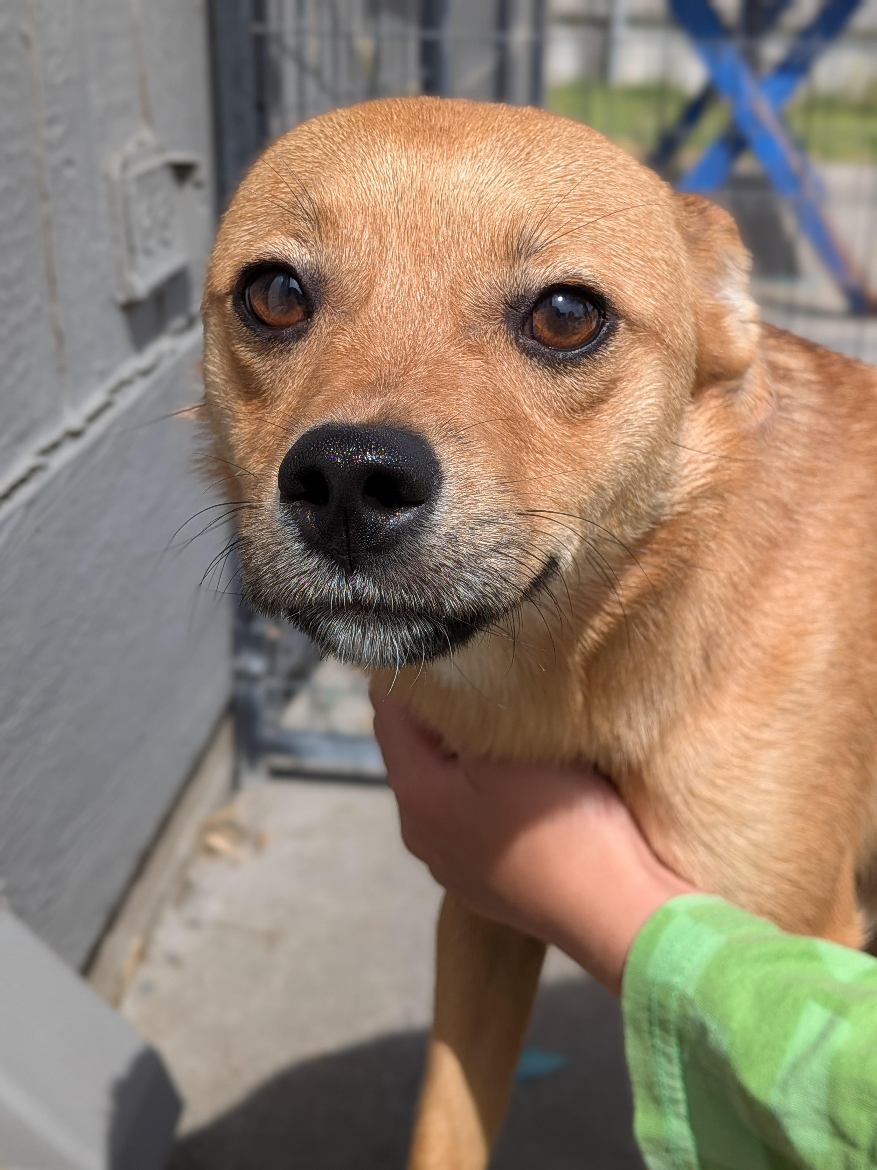 Bear, ADOPTABLE, Young Male Chihuahua.