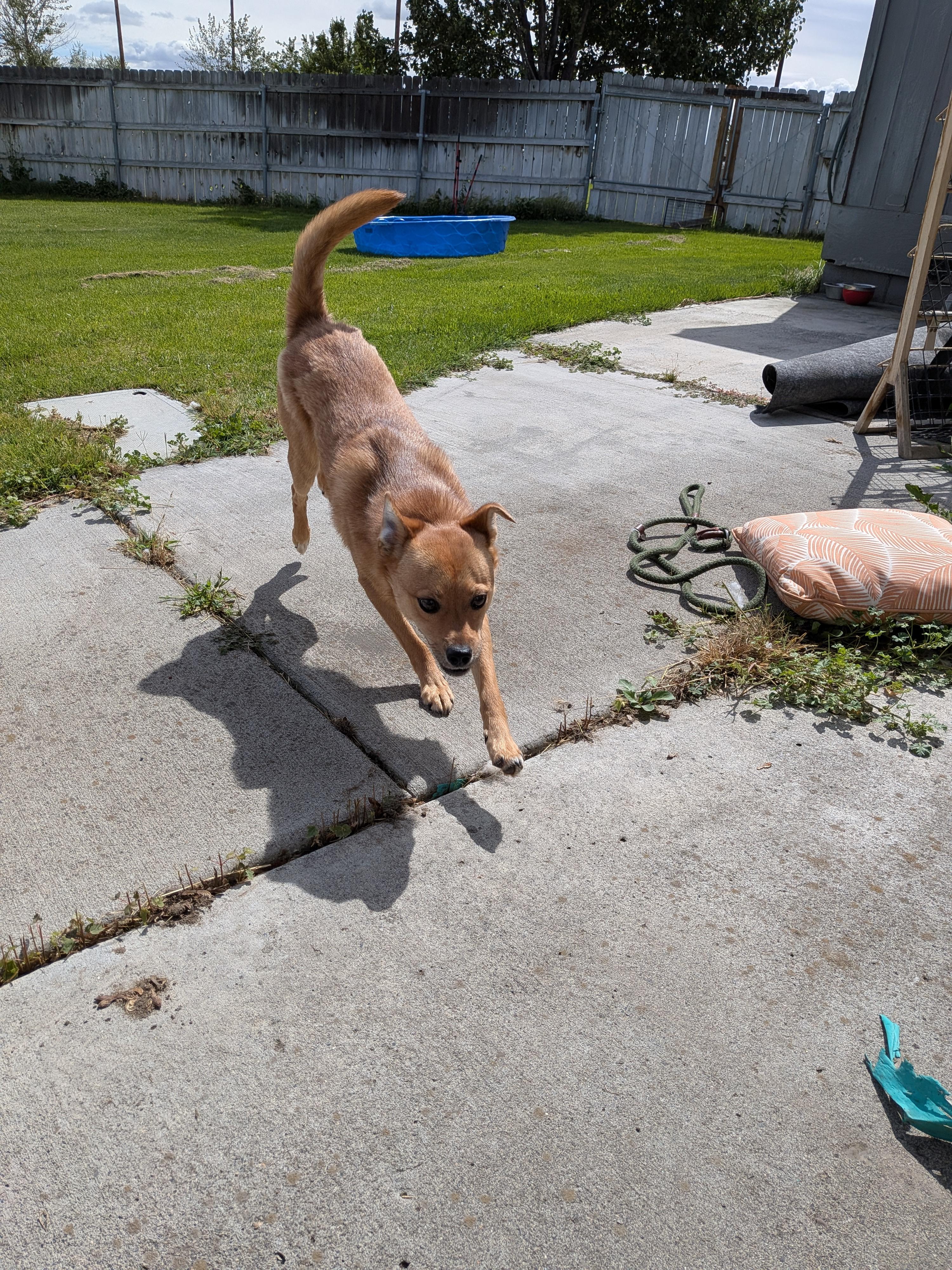 Enlarge Bear, a ADOPTABLE mixed breed in Hermiston, OR image 3/5