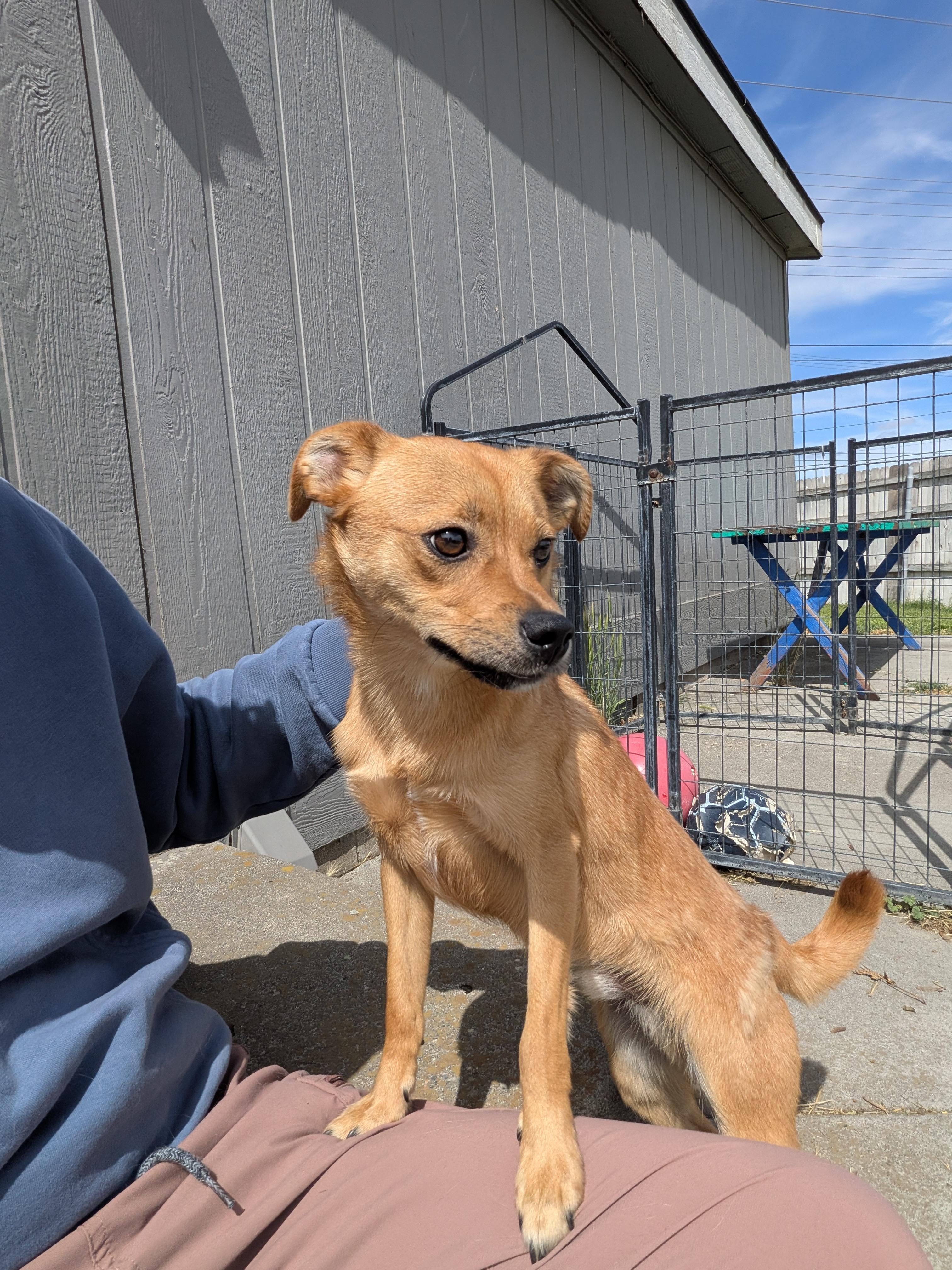 Enlarge Bear, a ADOPTABLE mixed breed in Hermiston, OR image 2/5