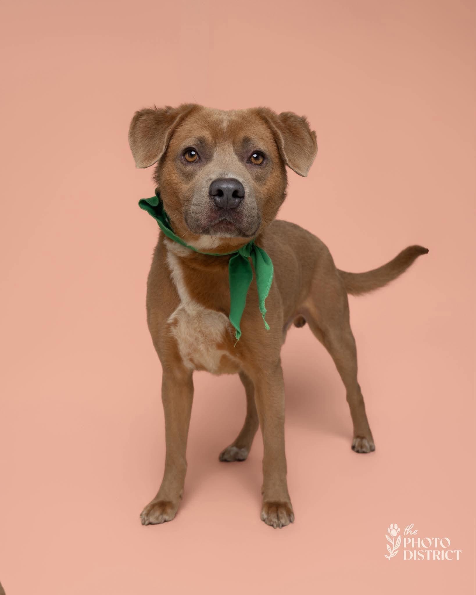 Shaggy, a ADOPTABLE Mixed Breed in Sunset Bch, NC image 1/4