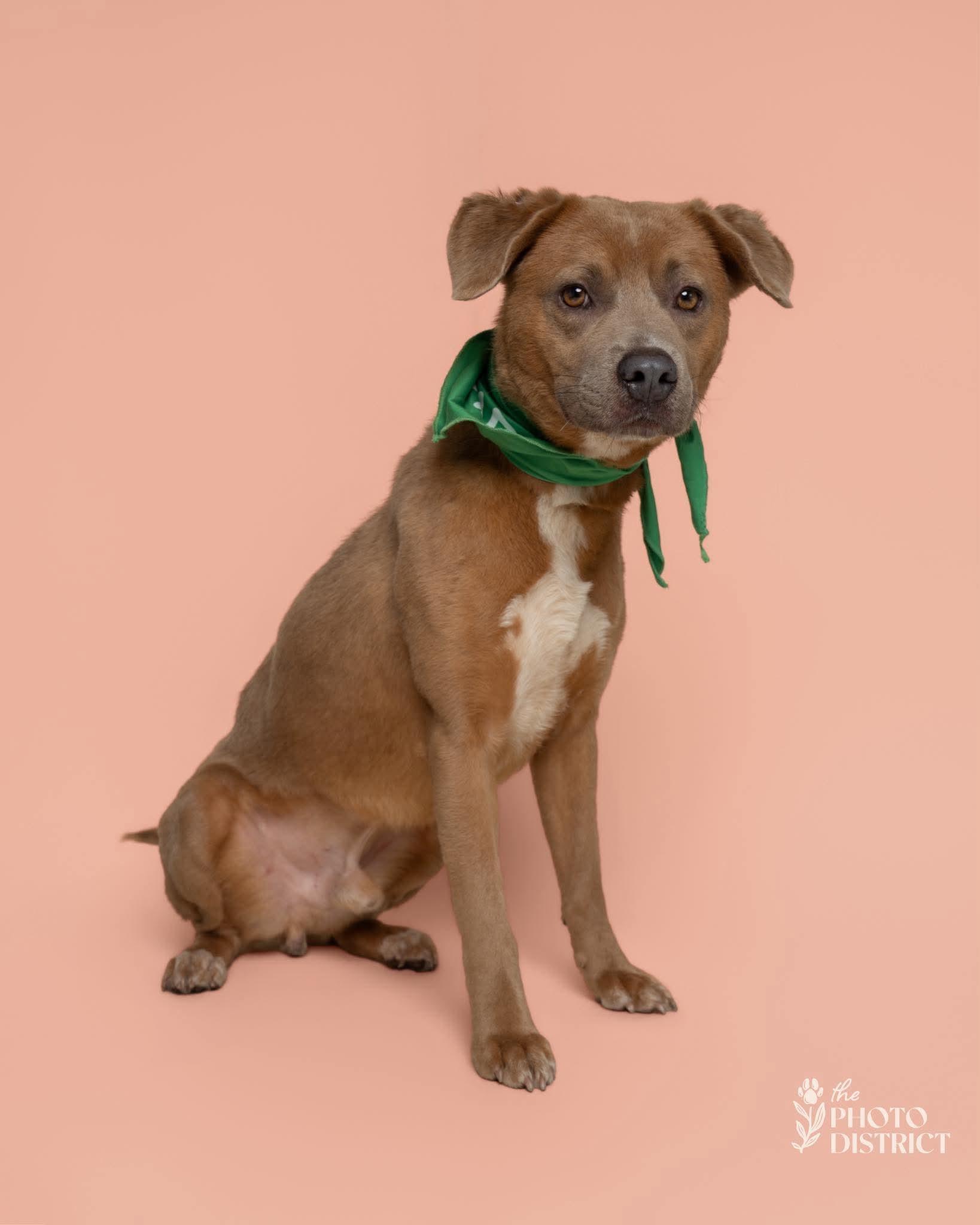 Shaggy, a ADOPTABLE Mixed Breed in Sunset Bch, NC image 4/4