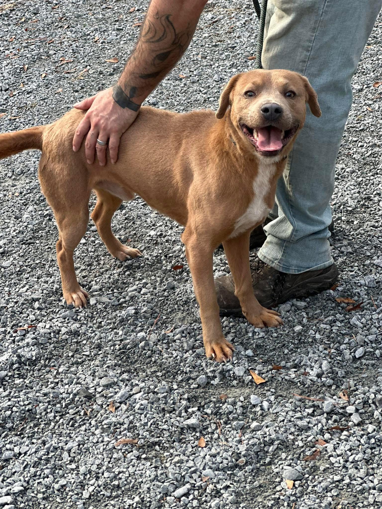 Shaggy, a ADOPTABLE Mixed Breed in Sunset Bch, NC image 2/2