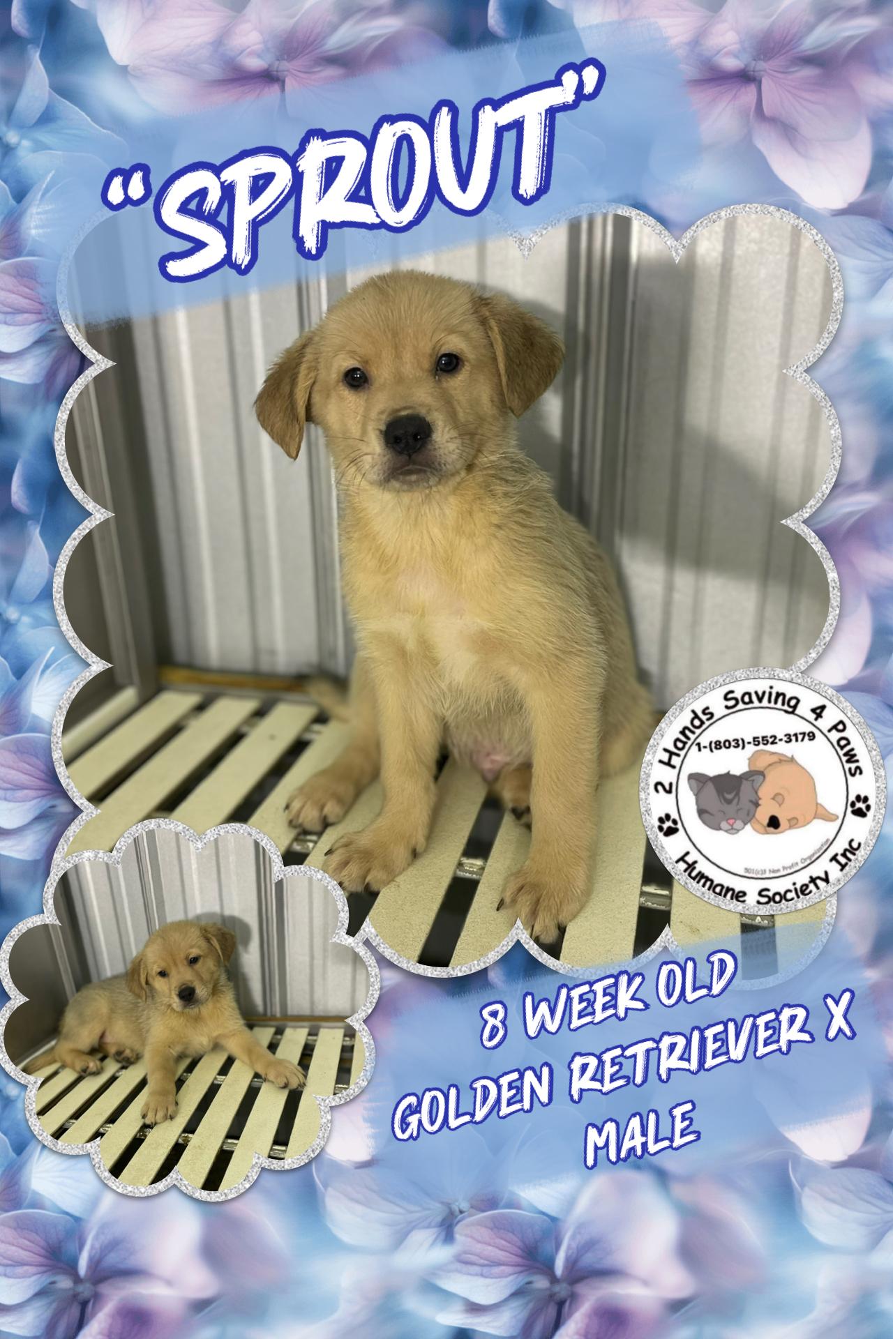 Enlarge Sprout , an adopted mixed breed in Totowa, NJ image 1/2