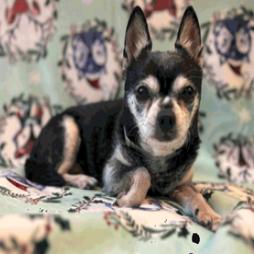 Jamesy Boy aka Rhino, a Adoptable Chihuahua in Pacific Grove, CA image 1/5