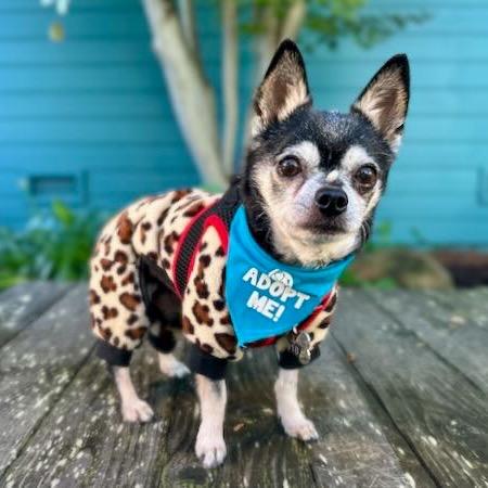 Jamesy Boy aka Rhino, a Adoptable Chihuahua in Pacific Grove, CA image 2/5
