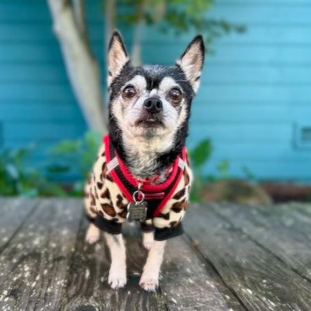 Jamesy Boy aka Rhino, a Adoptable Chihuahua in Pacific Grove, CA image 4/5