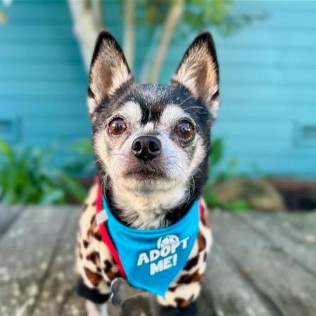 Jamesy Boy aka Rhino, a Adoptable Chihuahua in Pacific Grove, CA image 5/5