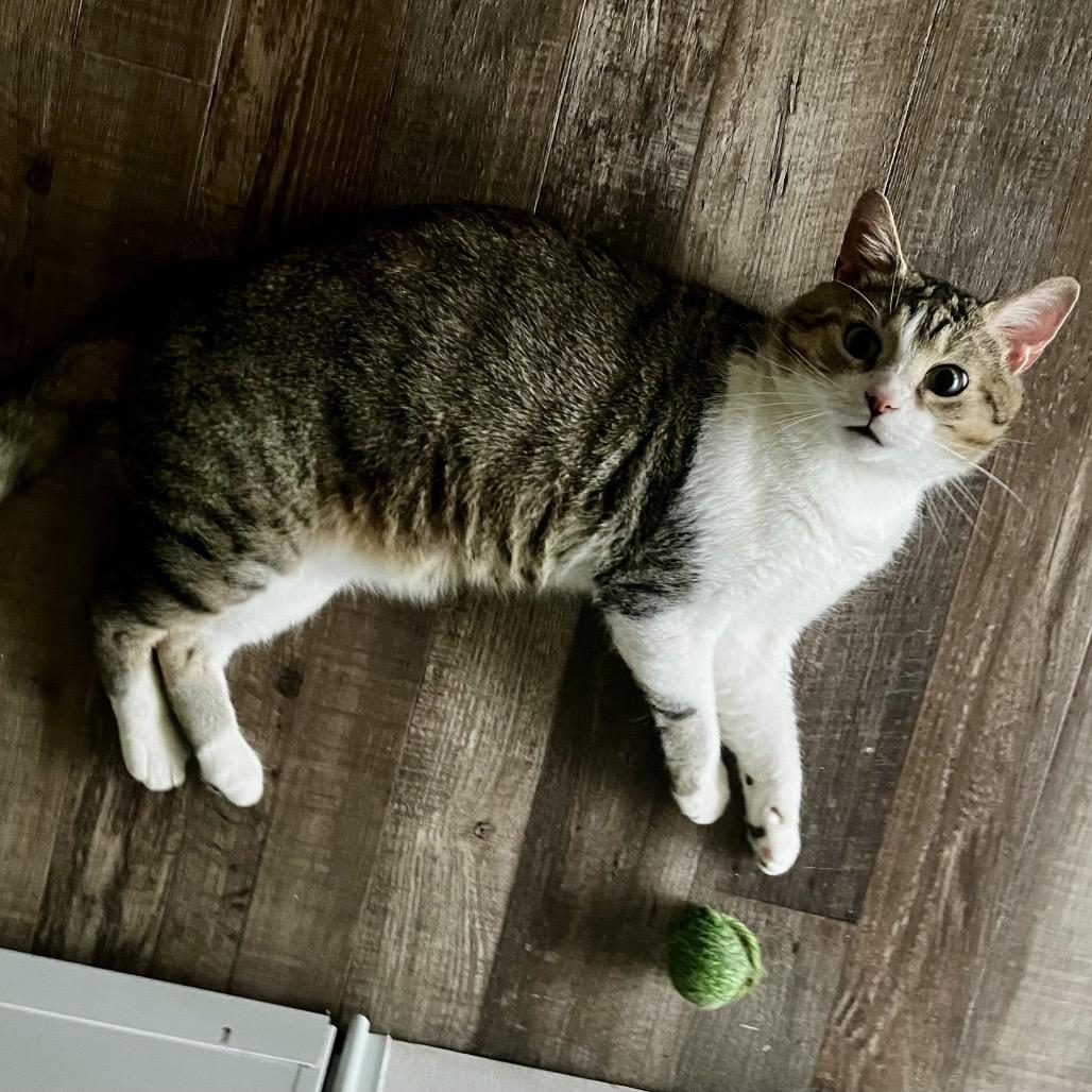 Marty, Adoptable, Adult Male Domestic Short Hair.