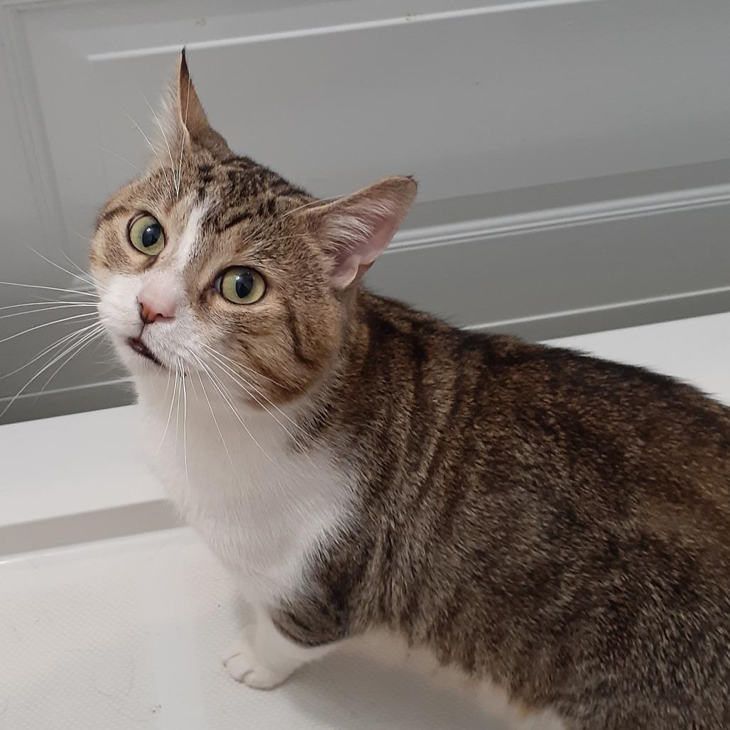 Enlarge Marty, a Adoptable Domestic Short Hair in Pittsburgh, PA image 1/1