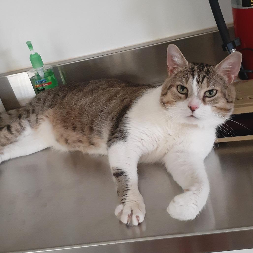 Marty, a Adoptable Domestic Short Hair in Pittsburgh, PA image 4/6