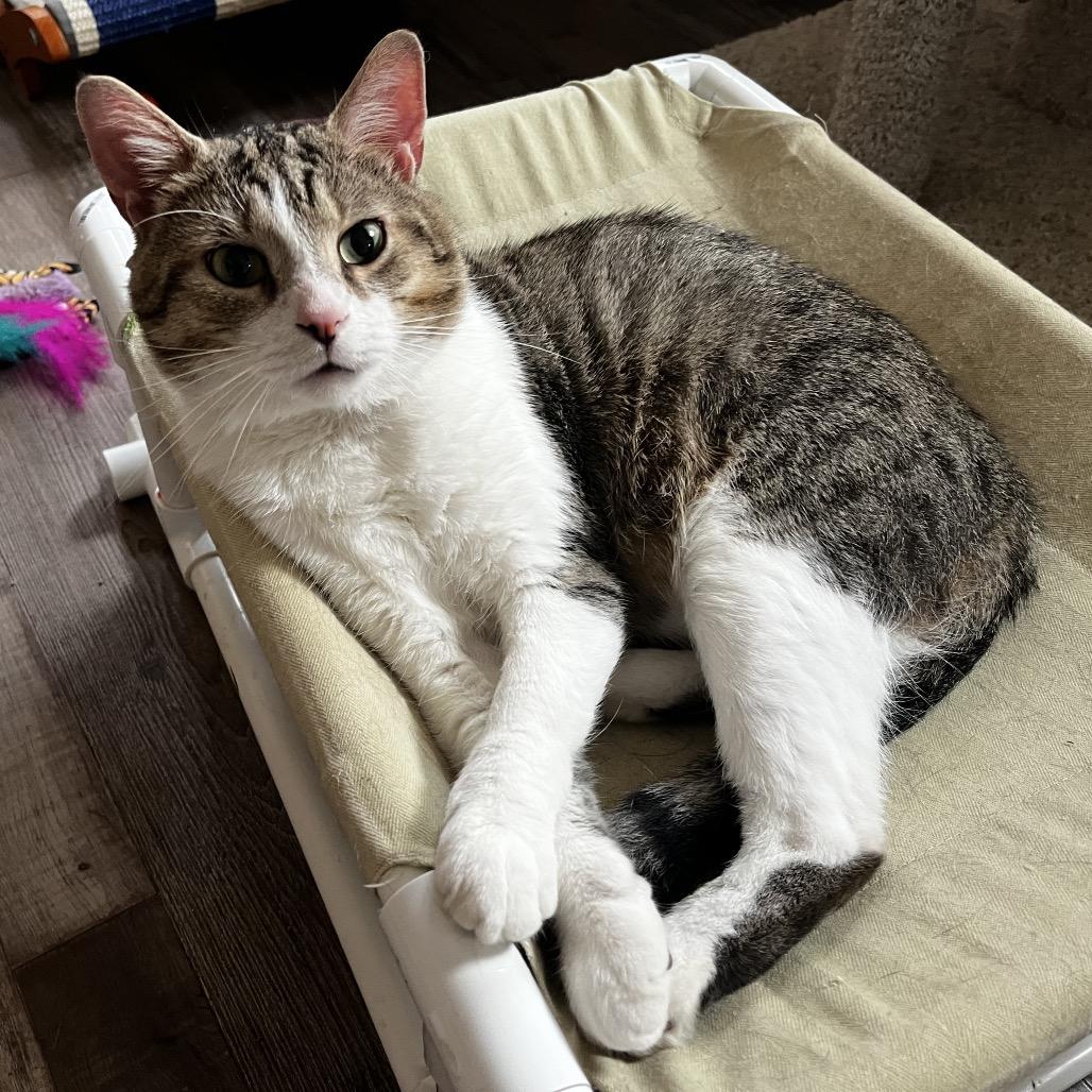 Marty, a Adoptable Domestic Short Hair in Pittsburgh, PA image 5/6