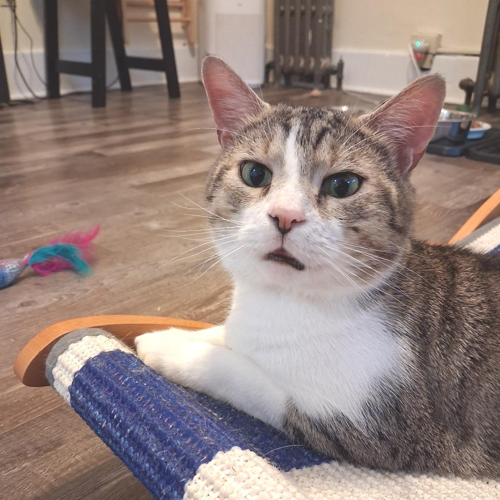 Marty, a Adoptable Domestic Short Hair in Pittsburgh, PA image 6/6