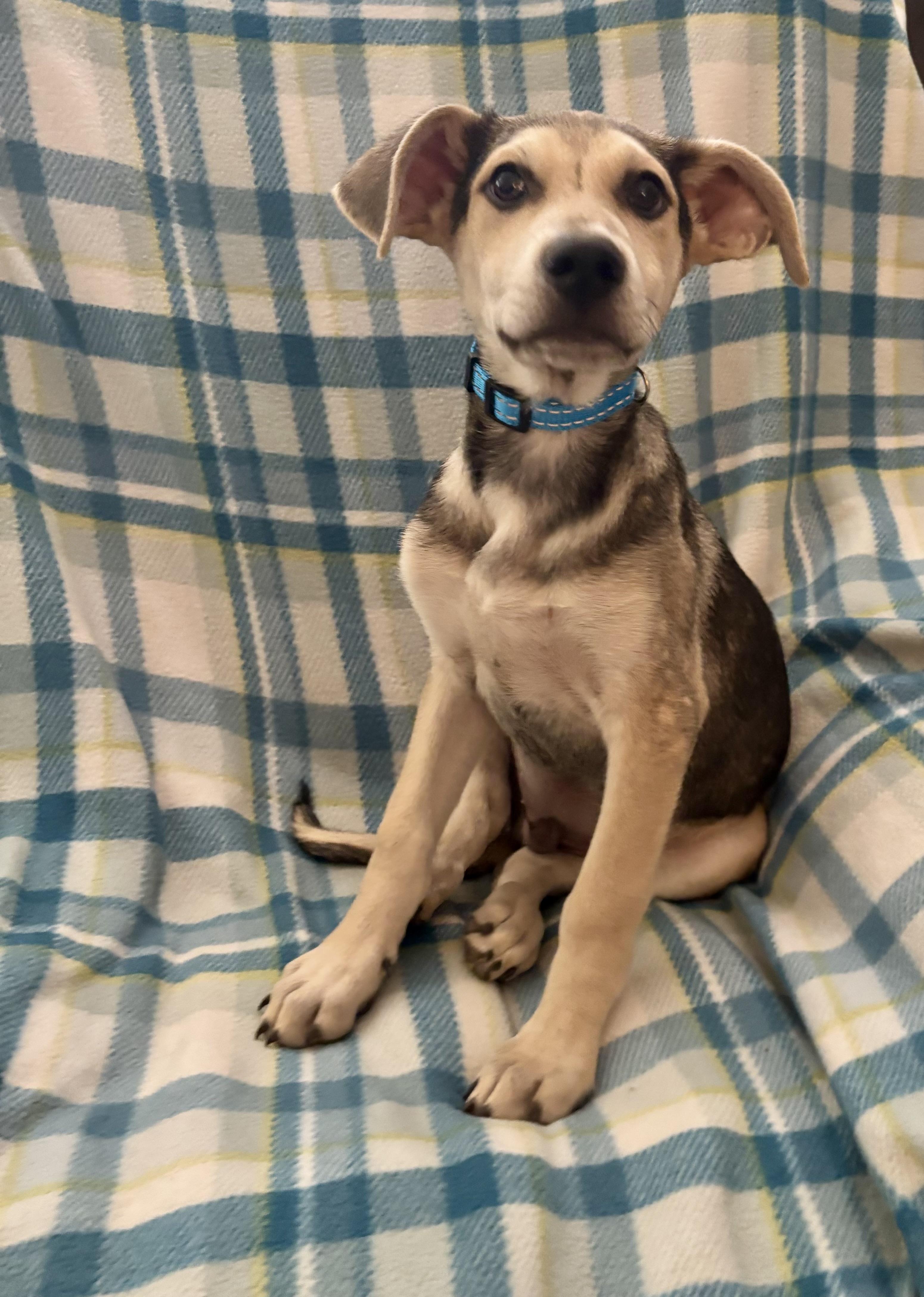Enlarge Marston, an adopted mixed breed in Foster, OR image 3/6