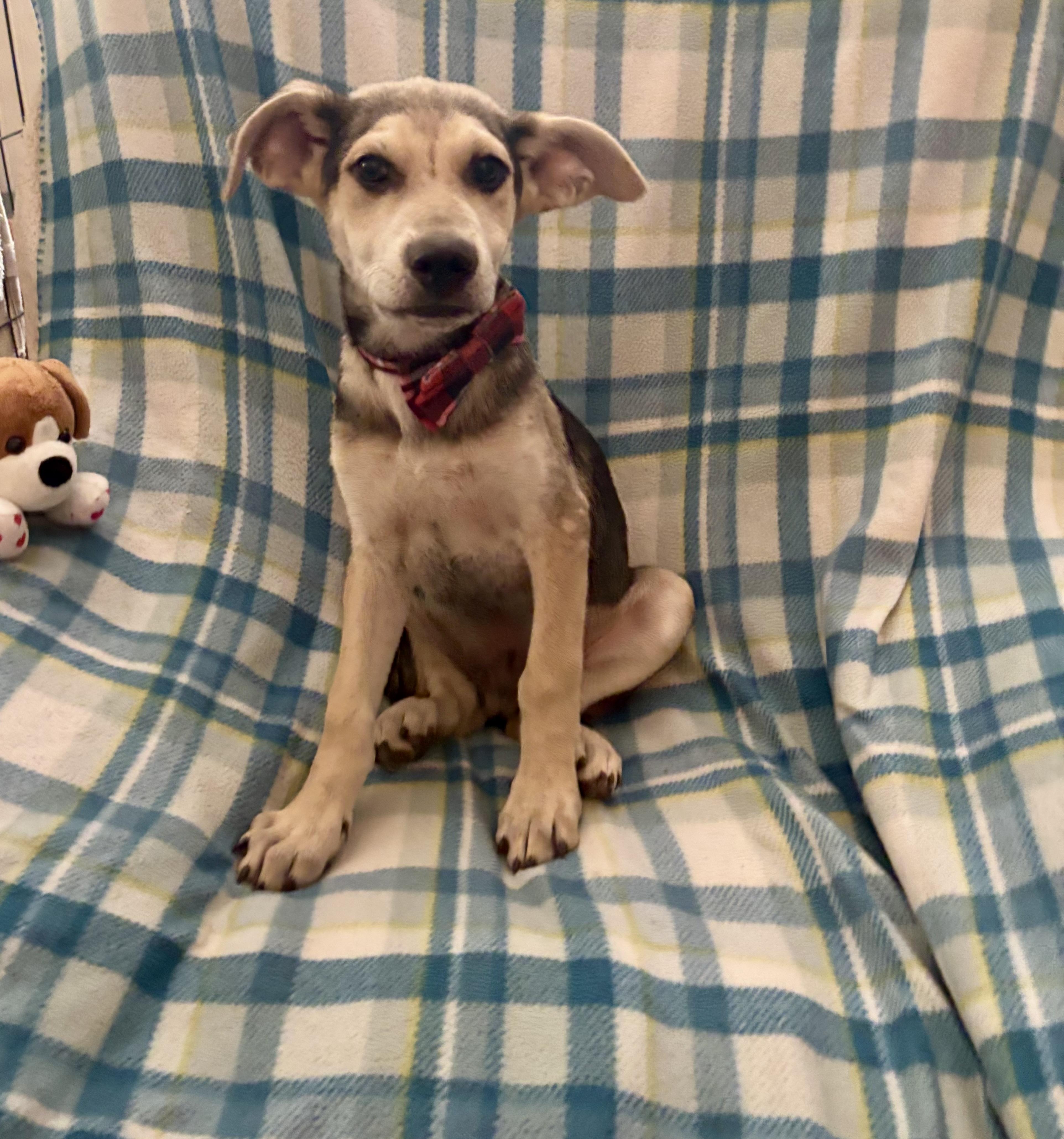 Enlarge Marston, an adopted mixed breed in Foster, OR image 4/6