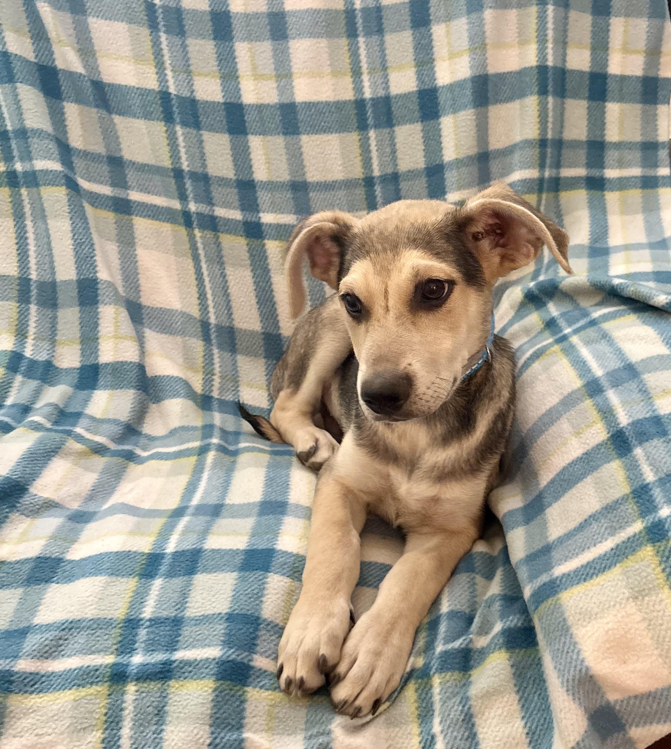 Enlarge Marston, an adopted mixed breed in Foster, OR image 5/6