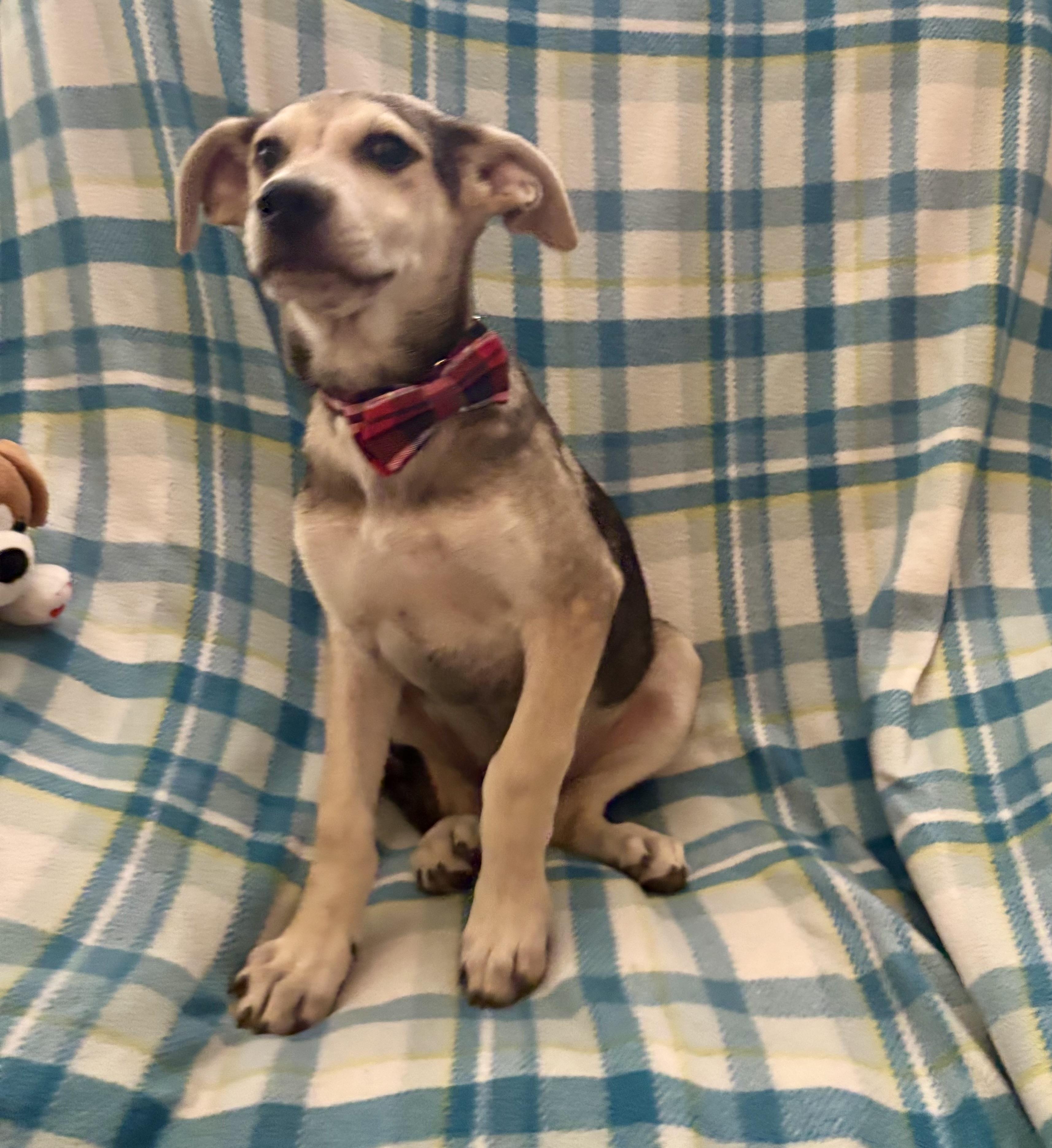 Enlarge Marston, an adopted mixed breed in Foster, OR image 6/6