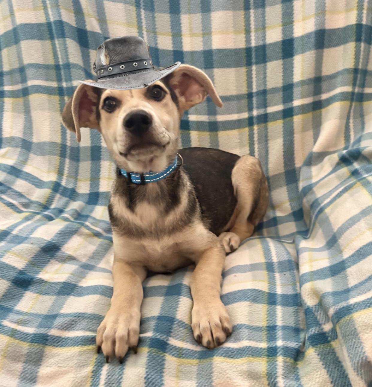 Enlarge Marston, an adopted mixed breed in Foster, OR image 1/6