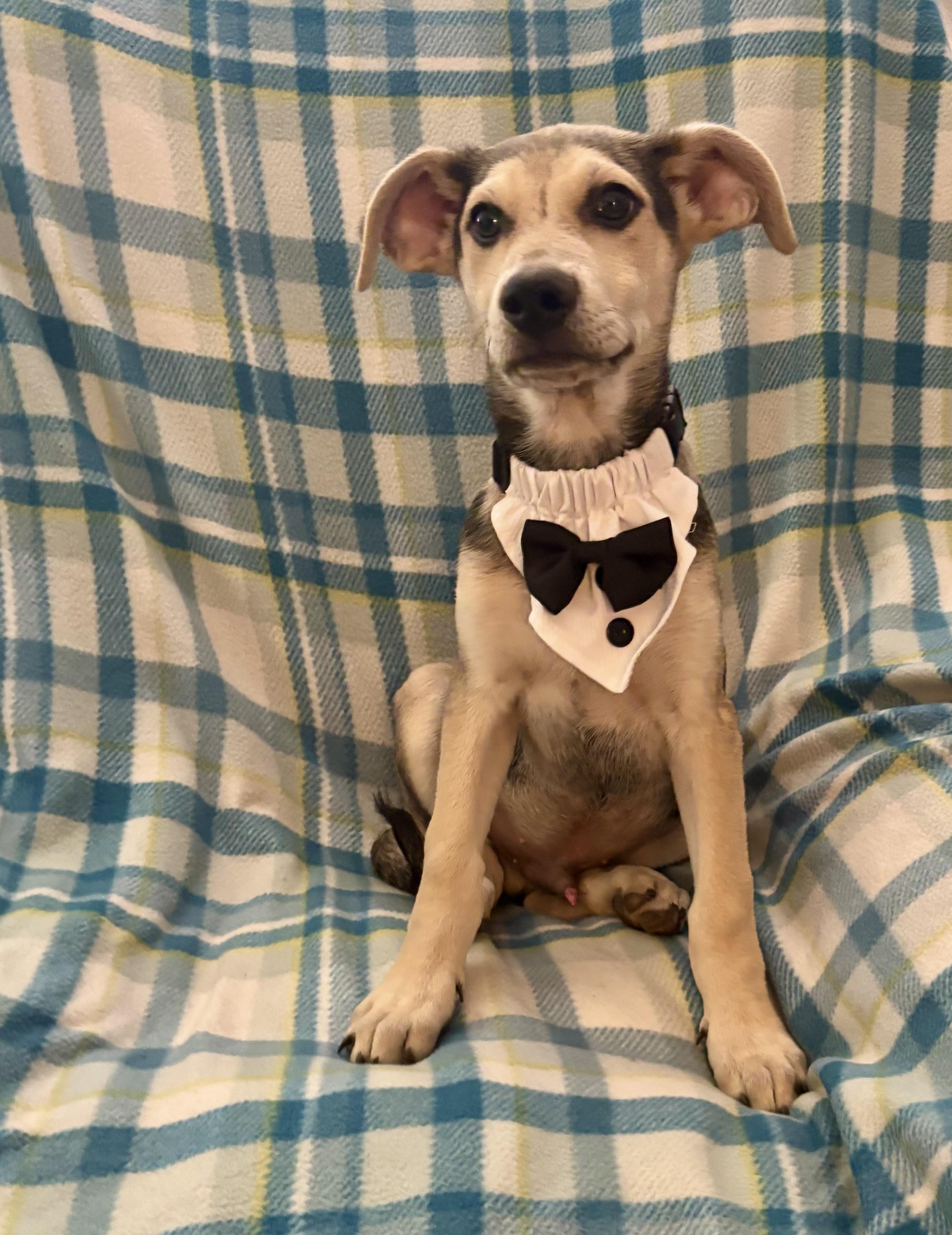 Enlarge Marston, an adopted mixed breed in Foster, OR image 2/6