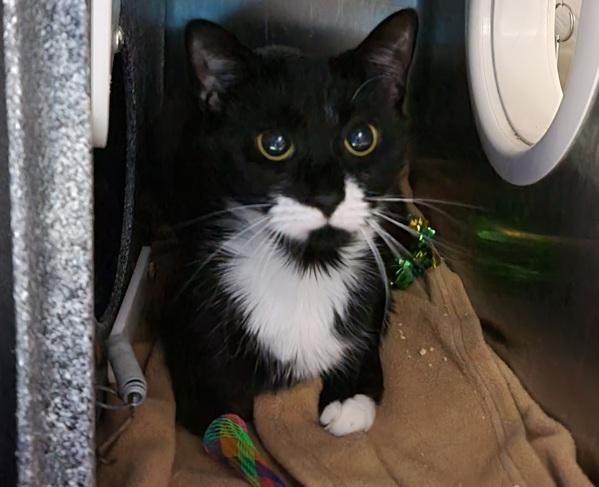 Enlarge Quinoa, a Adoptable mixed breed in Staten Island, NY image 2/2