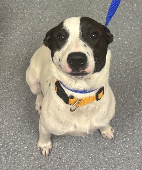 Spaz, Adoptable, Young Male Pit Bull Terrier & Mixed Breed.