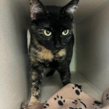 Dr. Garcia, Adoptable, Adult Female Domestic Short Hair.