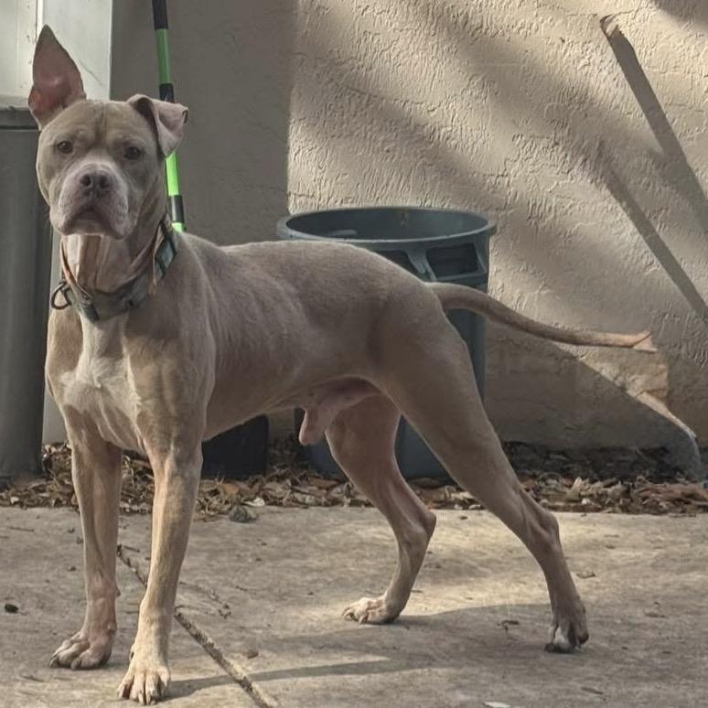 Titan 3425, Adoptable, Adult Male Weimaraner & Mixed Breed.