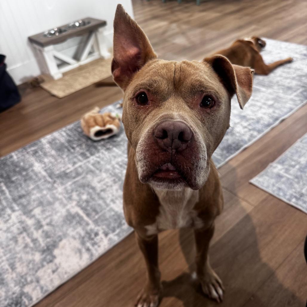 Enlarge Titan 3425, a Adoptable mixed breed in LOXAHATCHEE, FL image 2/2