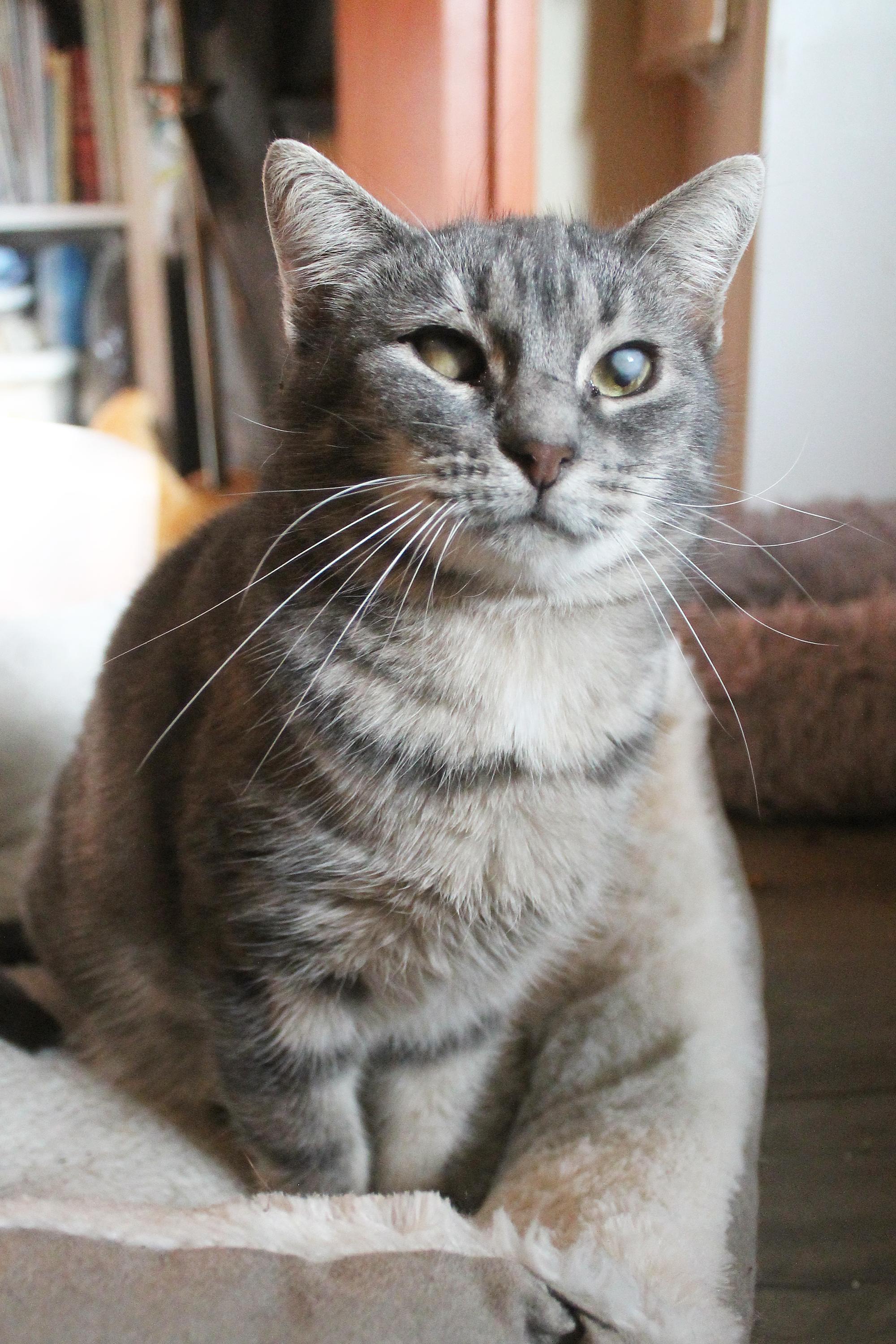 Enlarge Sweet Girl, a Adoptable Domestic Short Hair in Guthrie, OK image 2/6
