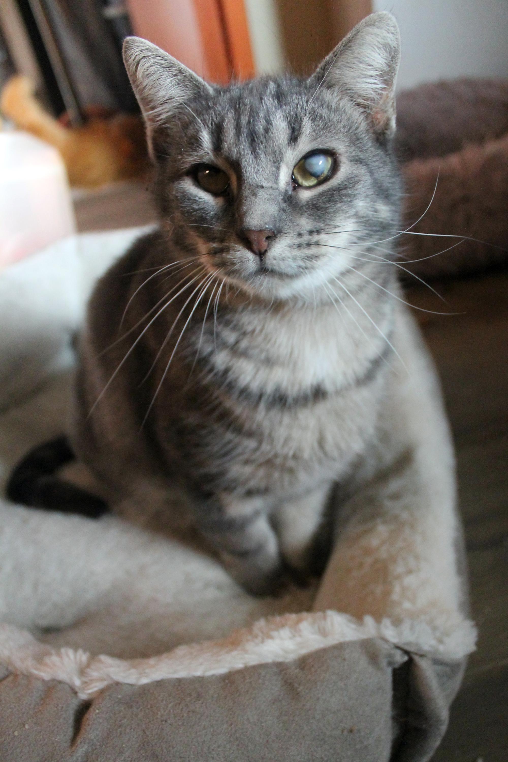Enlarge Sweet Girl, a Adoptable Domestic Short Hair in Guthrie, OK image 4/6
