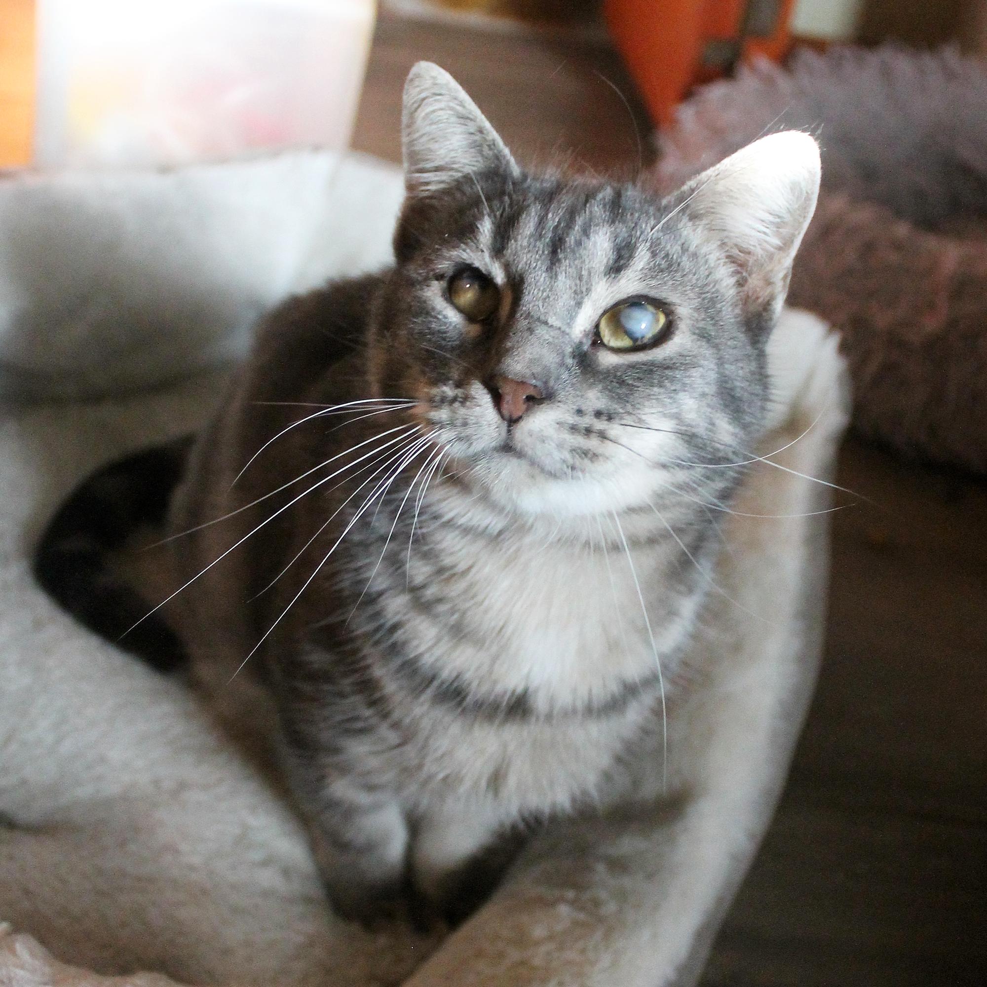 Sweet Girl, Adoptable, Young Female Domestic Short Hair.