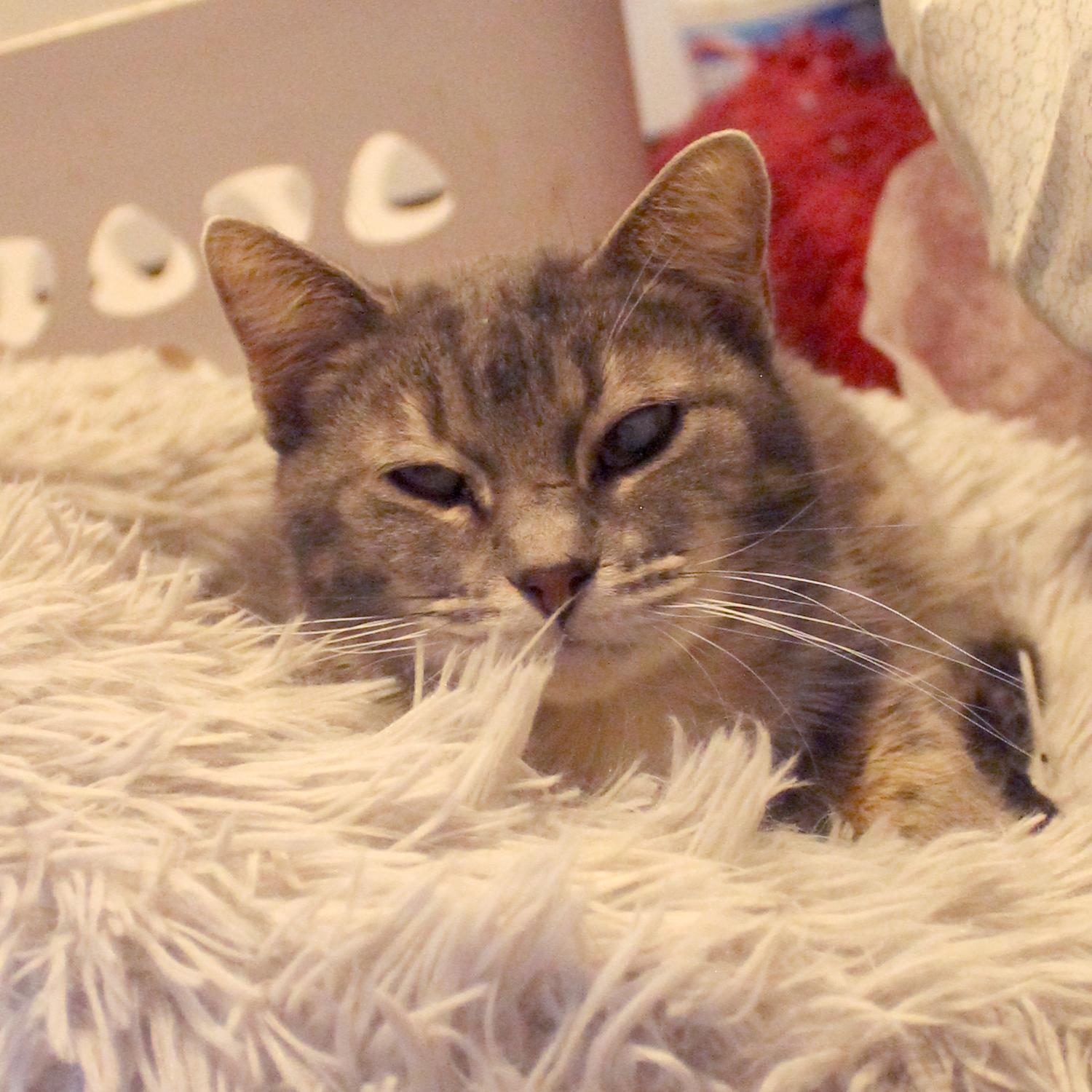 Enlarge Sweet Girl, a Adoptable Domestic Short Hair in Guthrie, OK image 6/6