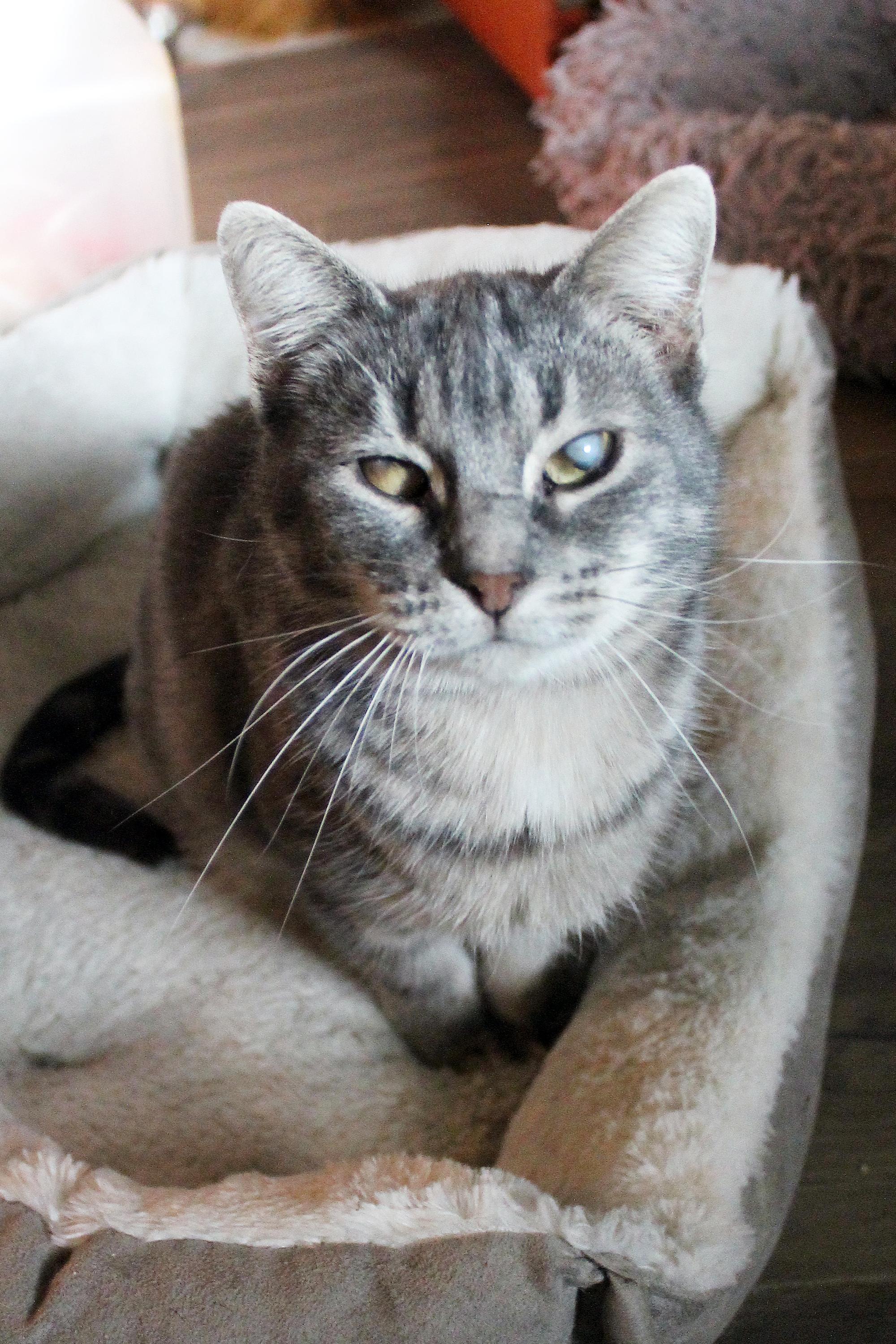 Enlarge Sweet Girl, a Adoptable Domestic Short Hair in Guthrie, OK image 5/6