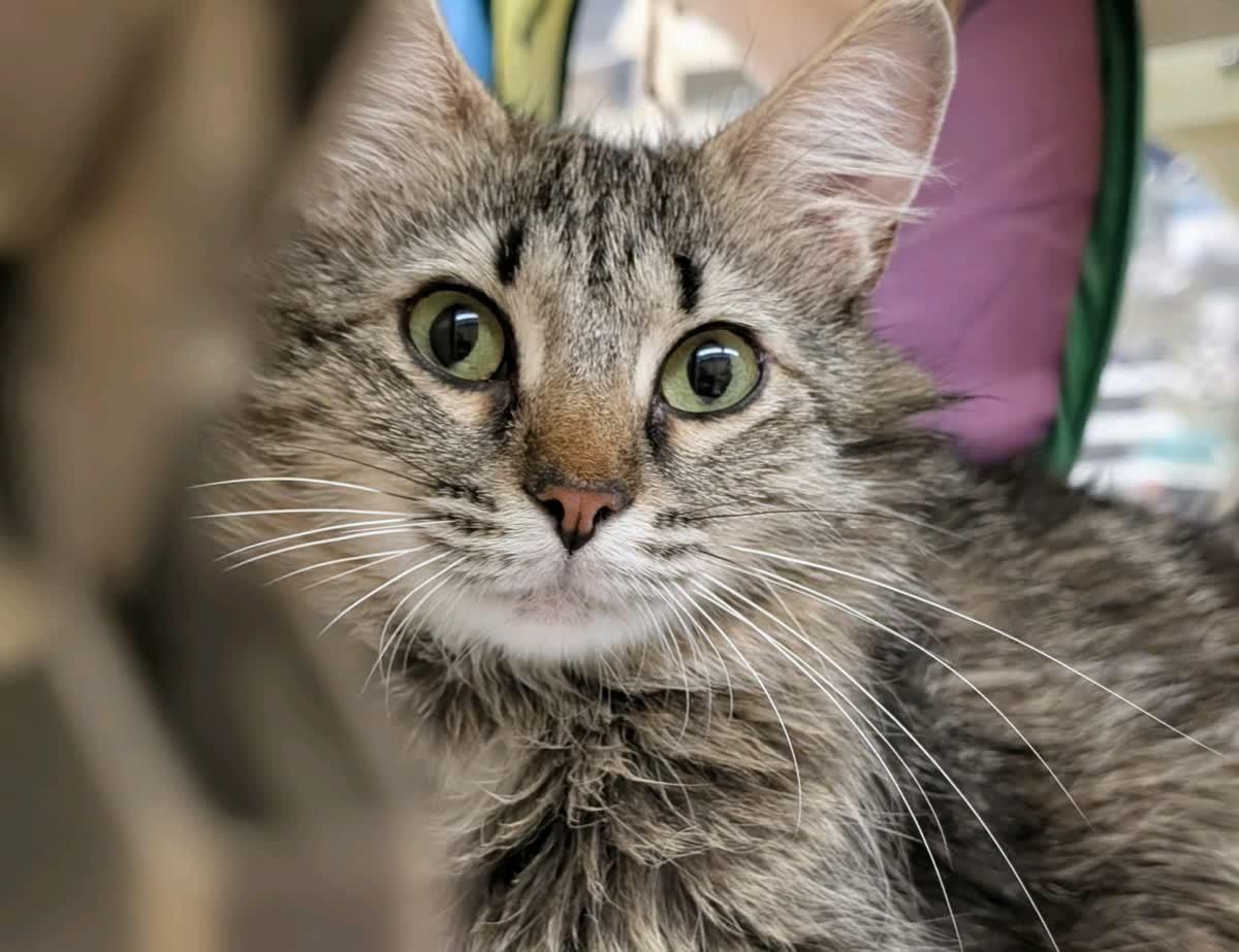 Tawny - sweet likes cats, adoptable, Adult Female Domestic Medium Hair.