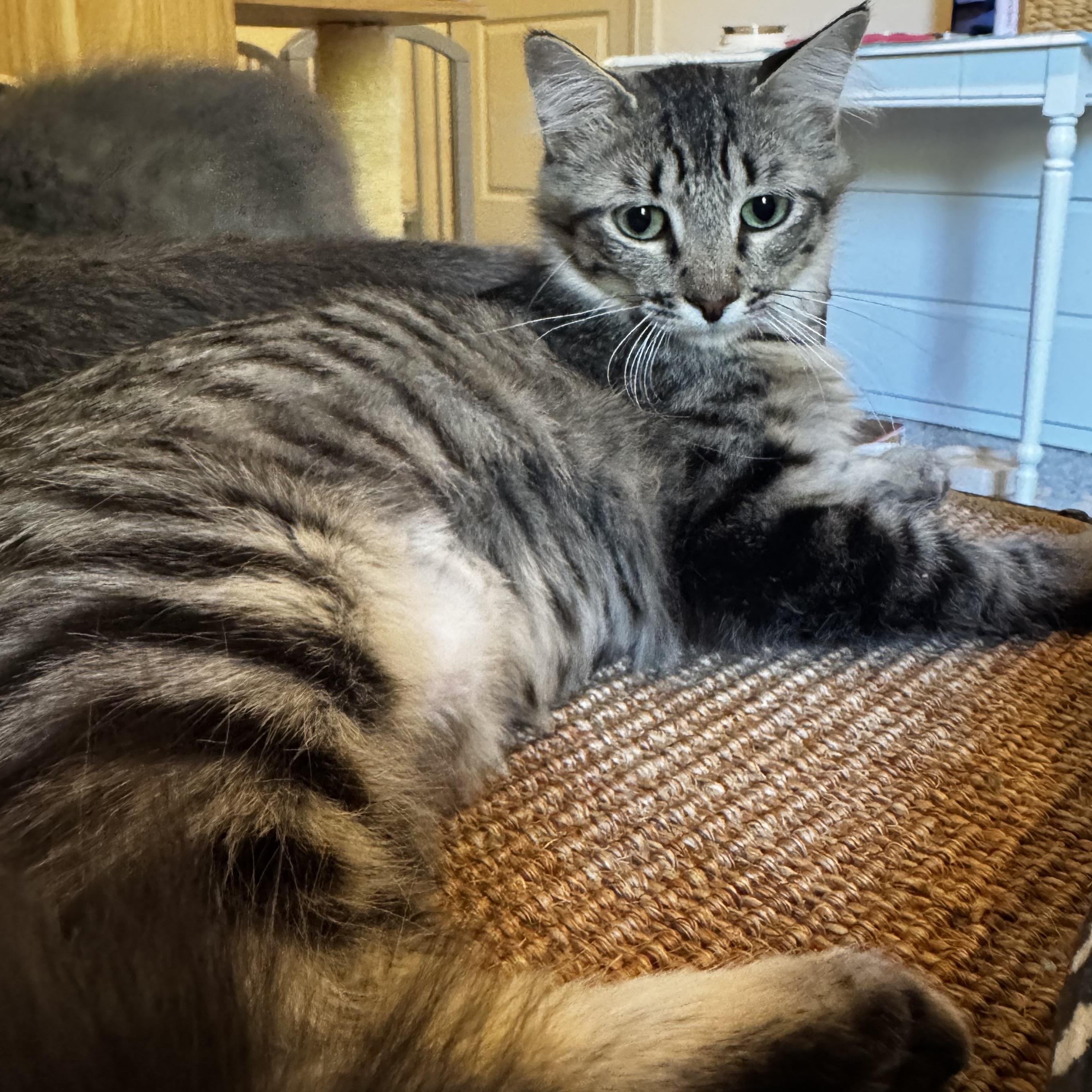 Tawny - sweet likes cats, an adoptable Domestic Medium Hair in Austin, TX image 3/4