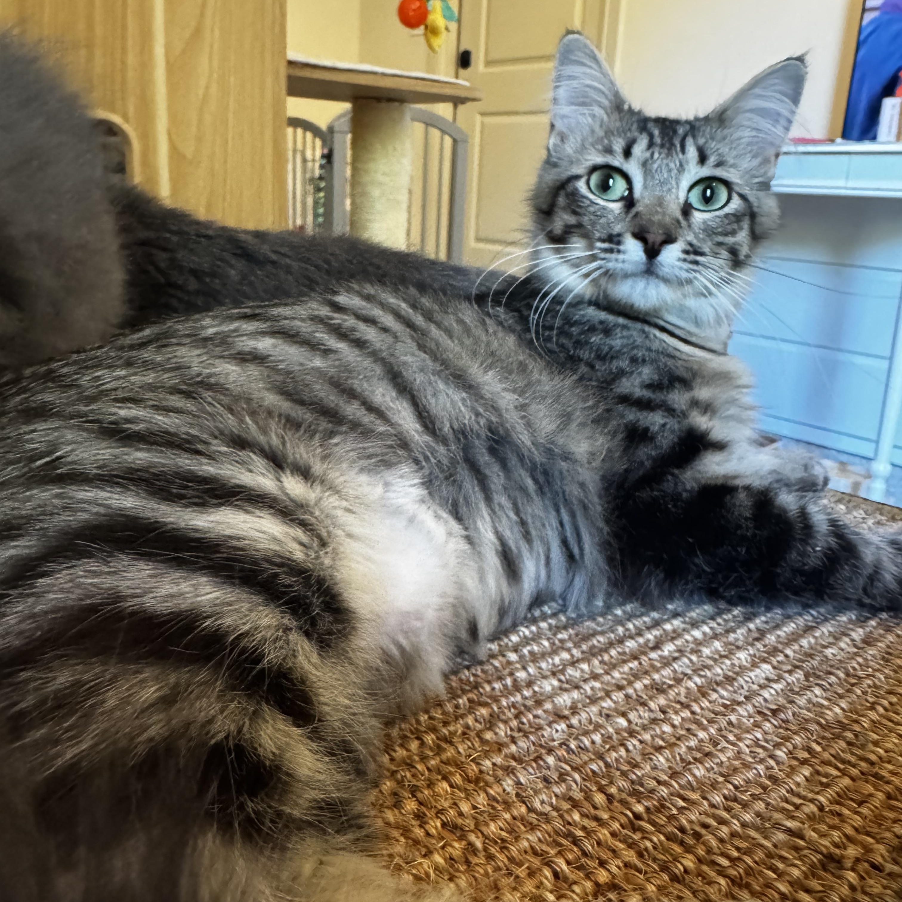 Tawny - sweet likes cats, an adoptable Domestic Medium Hair in Austin, TX image 4/4