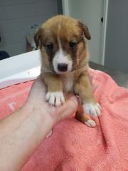Vaya, Adoptable, Adult Female Australian Shepherd & German Shepherd Dog.