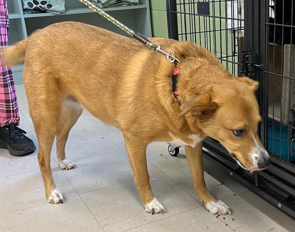 Vaya, a Adoptable mixed breed in Burnsville, NC image 2/4