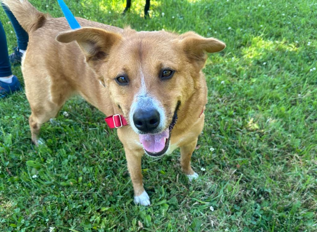 Vaya, a Adoptable mixed breed in Burnsville, NC image 4/6