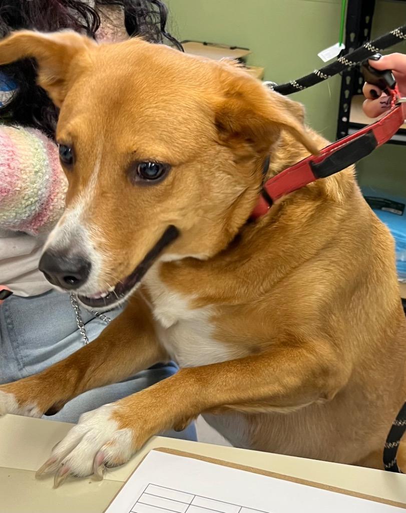 Vaya, a Adoptable mixed breed in Burnsville, NC image 3/4