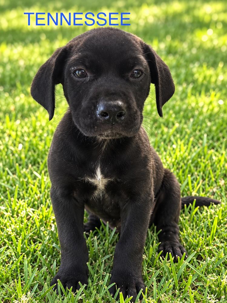 Enlarge Tennessee, a Adoptable mixed breed in Jefferson Hills, PA image 1/1