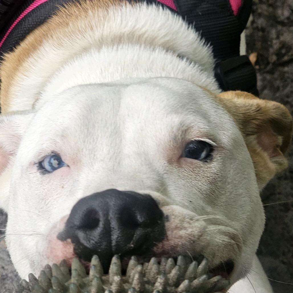 Maui 28378, Adoptable, Young Male Mixed Breed.