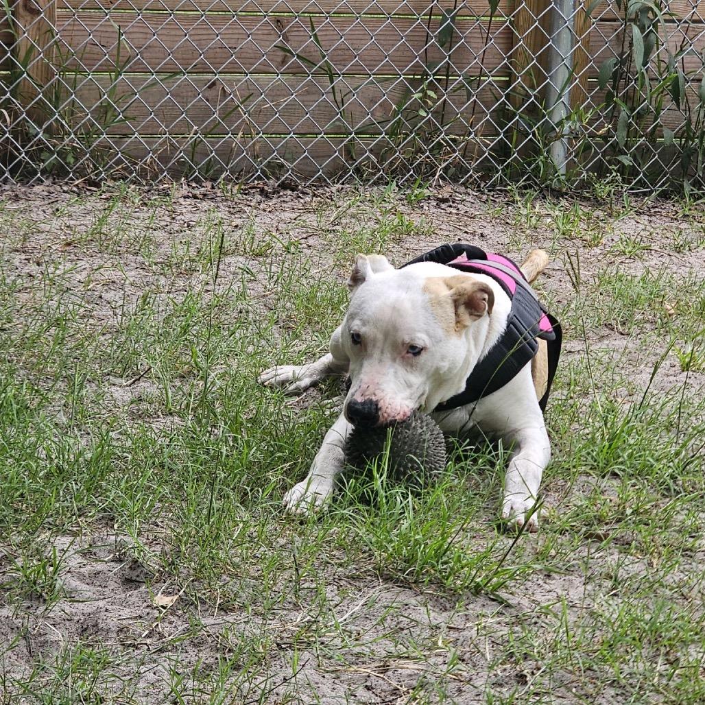 Enlarge Maui 28378, a Adoptable Mixed Breed in Middleburg, FL image 2/6