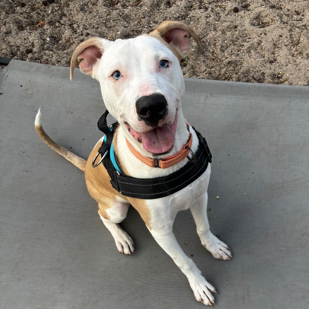 Maui 28378, Adoptable, Young Male Mixed Breed.