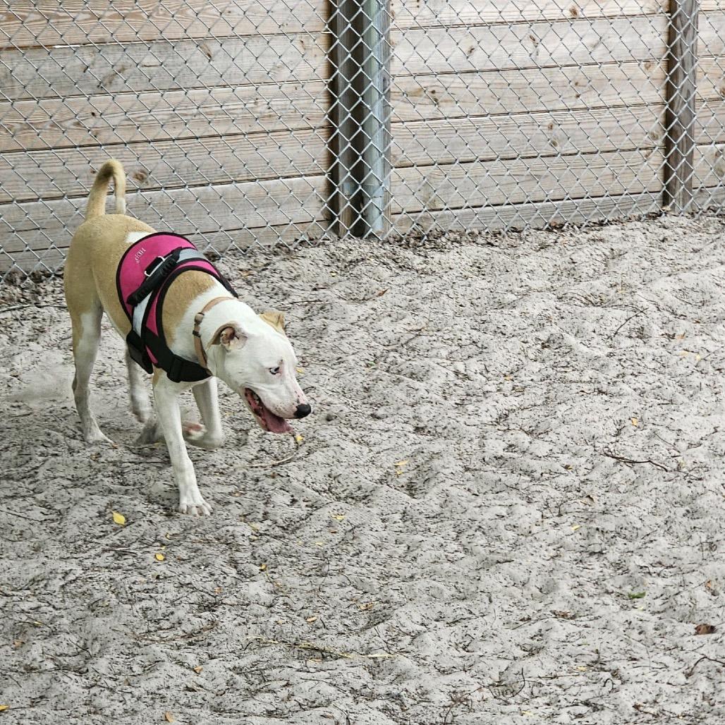 Enlarge Maui 28378, a Adoptable Mixed Breed in Middleburg, FL image 4/6