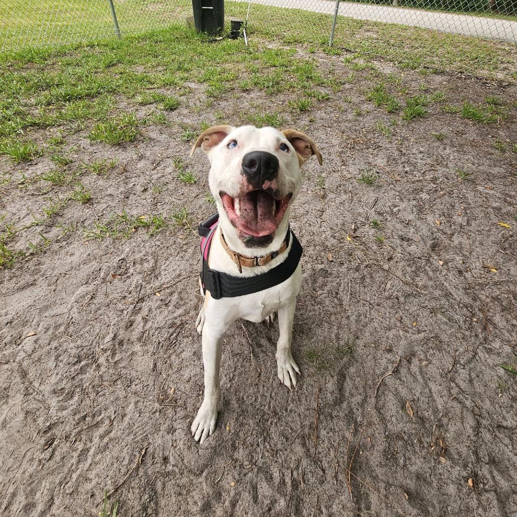 Enlarge Maui 28378, a Adoptable Mixed Breed in Middleburg, FL image 5/6