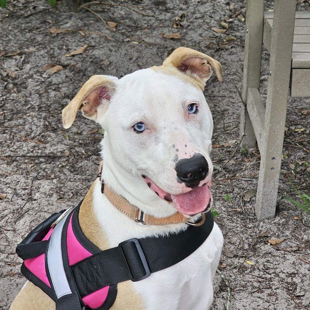 Enlarge Maui 28378, a Adoptable Mixed Breed in Middleburg, FL image 6/6