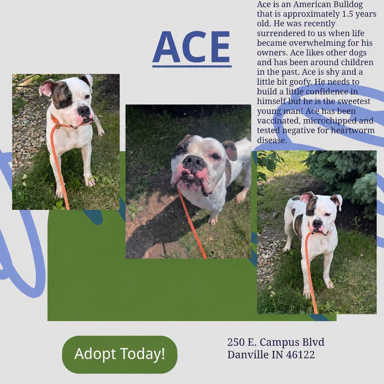 Enlarge Ace, a Adoptable mixed breed in Danville, IN image 1/1