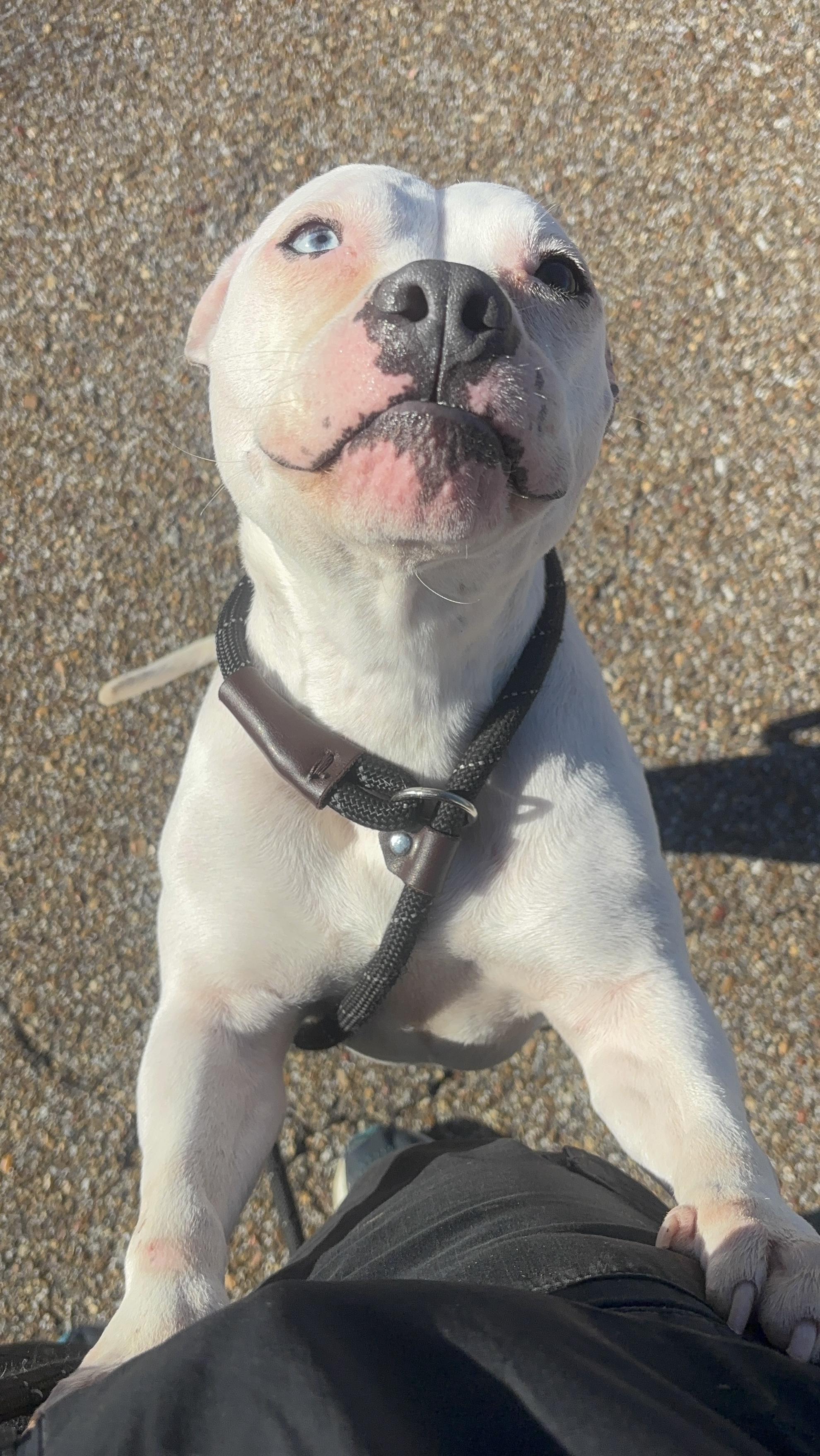 Enlarge Daisy, a Adoptable mixed breed in Collierville, TN image 3/5